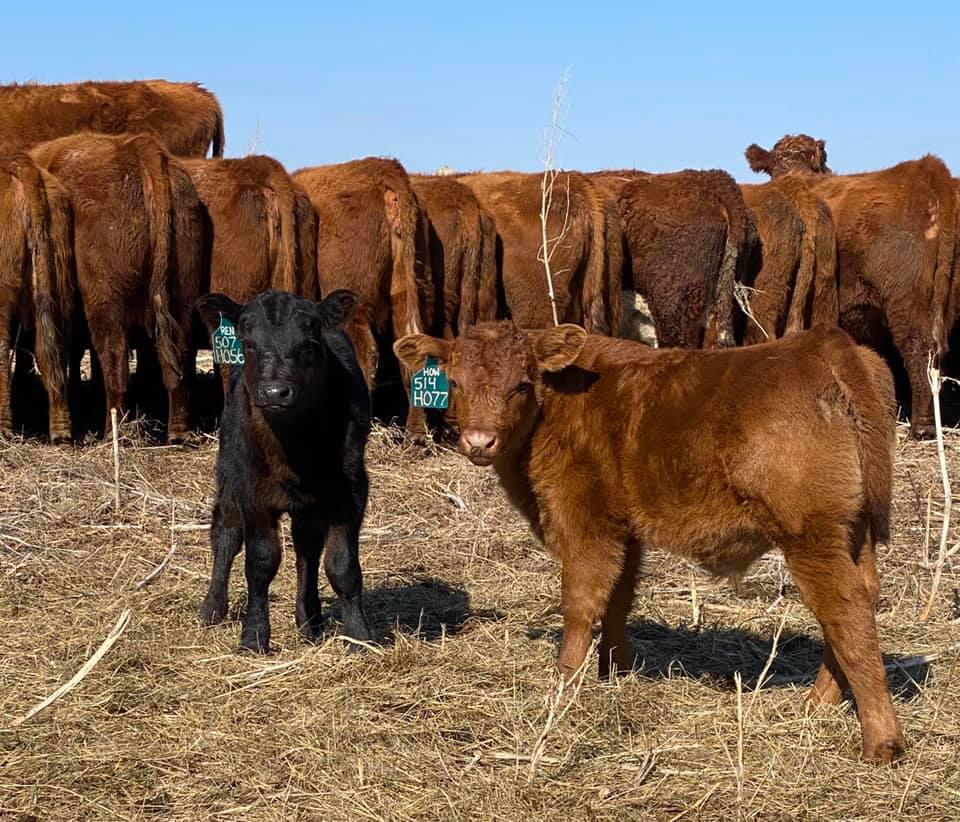Red Angus Steers open/bred heifers, bulls & calves for sale